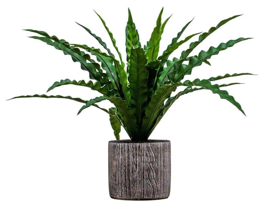 Asplenium Fern Textured Ceramic Pot