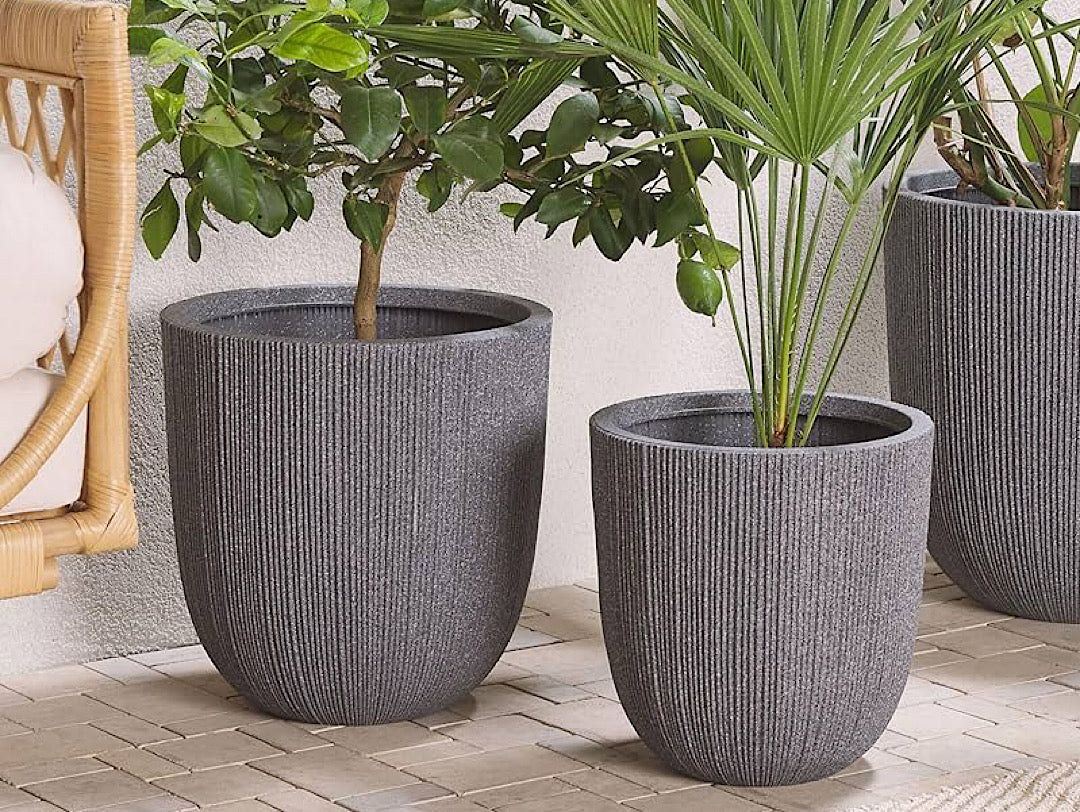 Plants
