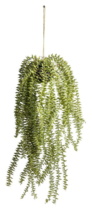 Hanging Cactus Horsetail