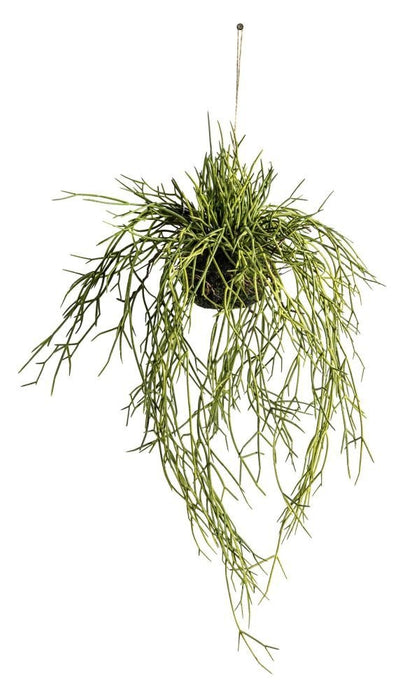 Large Hanging Rhipsalis with Soil