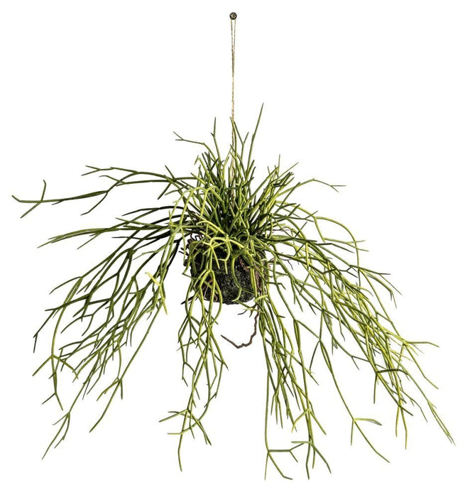 Small Hanging Rhipsalis with Soil