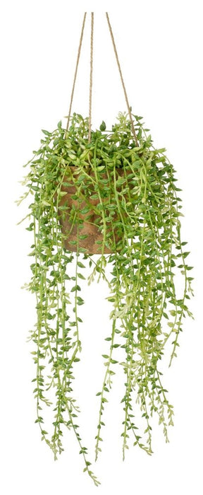 Hanging Senecio with Cement Pot