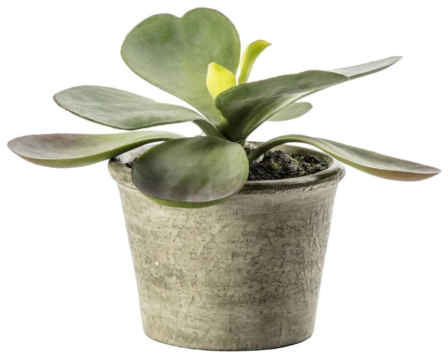 Kalanchoe Pale Green