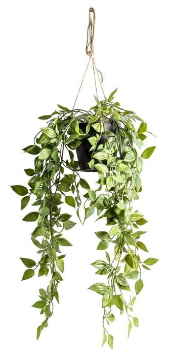 Small Hanging Scindapsus