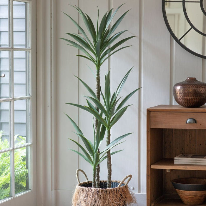 Small Yucca Tree