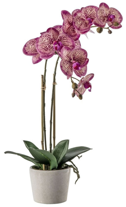 Orchid Pink with Ceramic Pot
