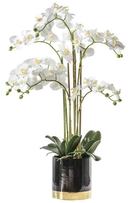 Orchid White with Black Gold Pot