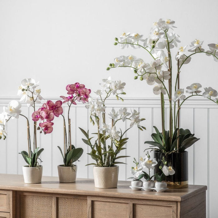 Orchid White with Black Gold Pot