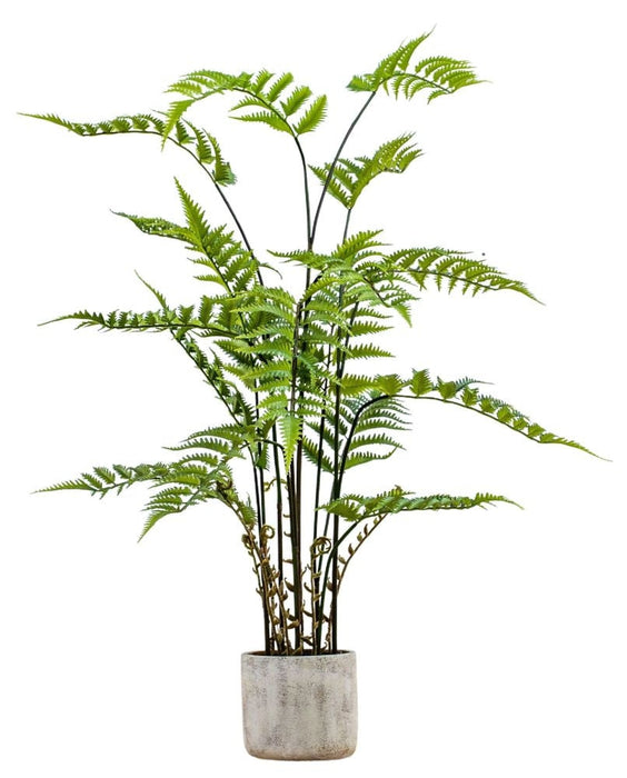 Large Potted Fern in Distressed Cement Pot