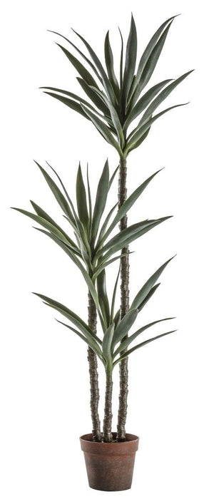 Small Yucca Tree
