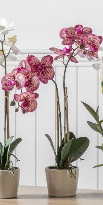 Orchid Pink with Ceramic Pot