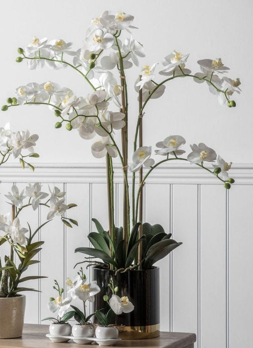 Orchid White with Black Gold Pot